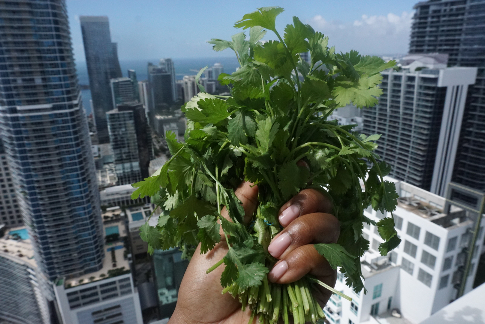 Why Cilantro Is More than Just an Herb